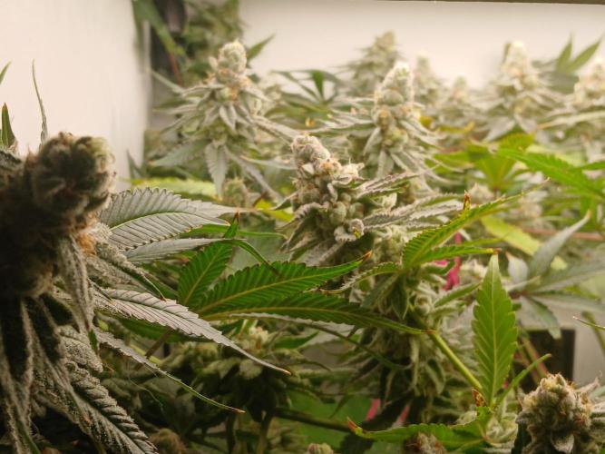 Nine Leaf Clover Clones. Week 9 - F1