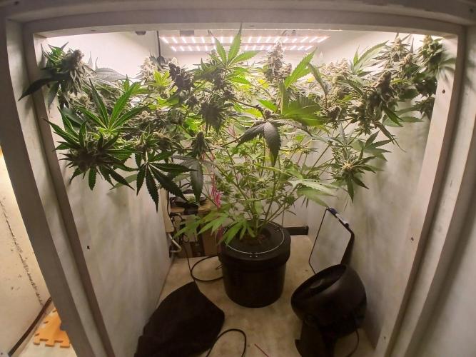 Nine Leaf Clover Clones. Week 9 - F1