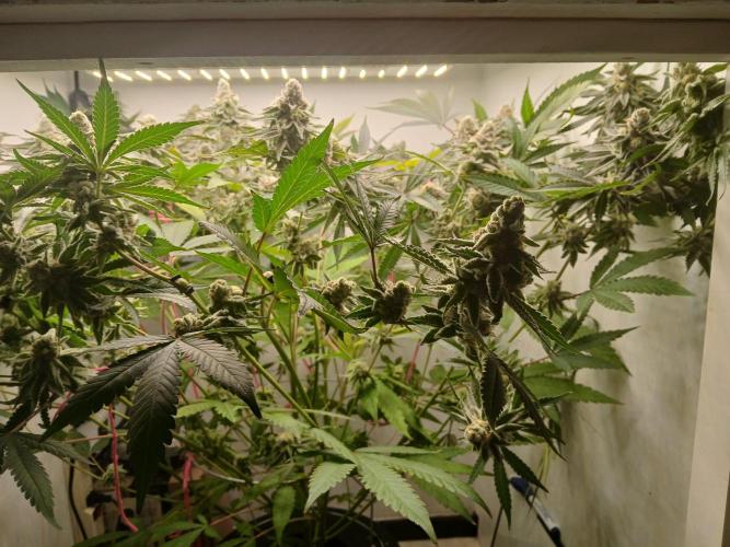 Nine Leaf Clover Clones. Week 9 - F1