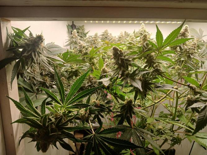 Nine Leaf Clover Clones. Week 9 - F1