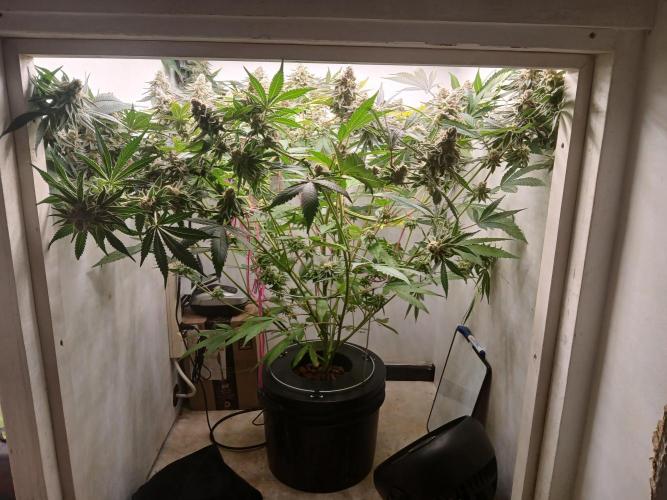 Nine Leaf Clover Clones. Week 9 - F1