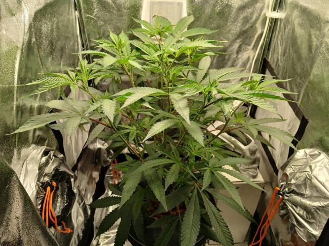 Nine Leaf Clover Clones. Week 10