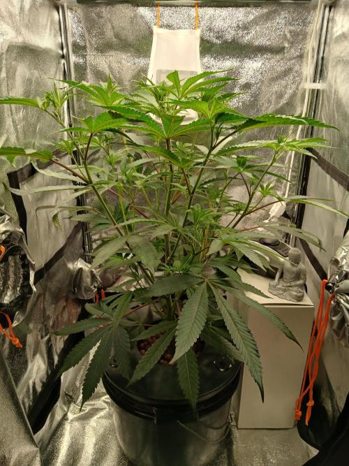 Nine Leaf Clover Clones. Week 10