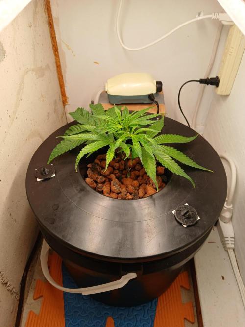 Nine Leaf Clover Clones. Week 10