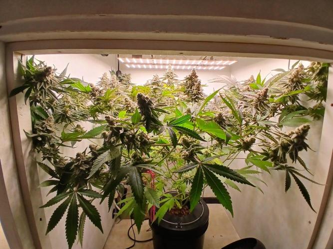 Nine Leaf Clover Clones. Week 10