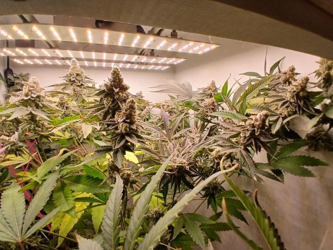 Nine Leaf Clover Clones. Week 10