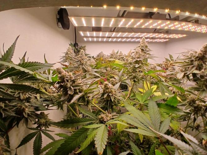 Nine Leaf Clover Clones. Week 10