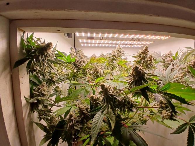 Nine Leaf Clover Clones. Week 10