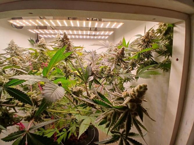 Nine Leaf Clover Clones. Week 10