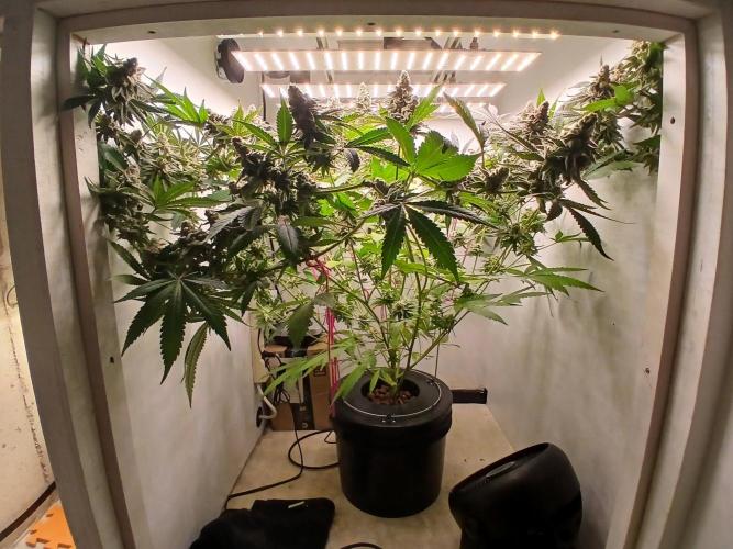 Nine Leaf Clover Clones. Week 10