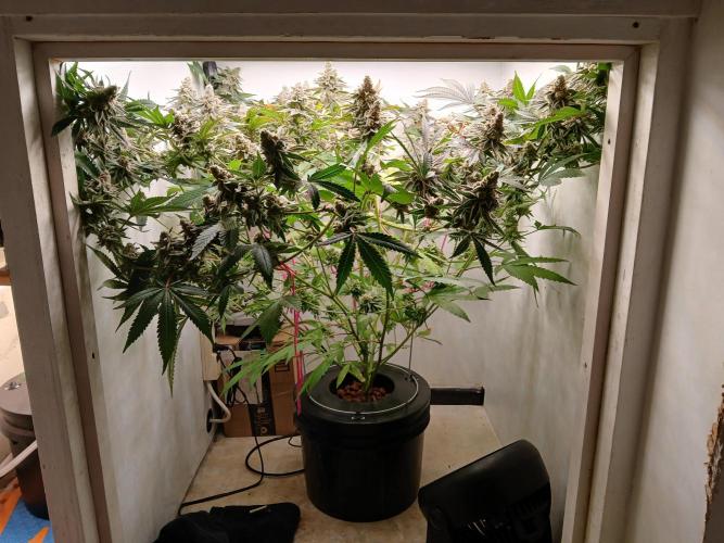 Nine Leaf Clover Clones. Week 10