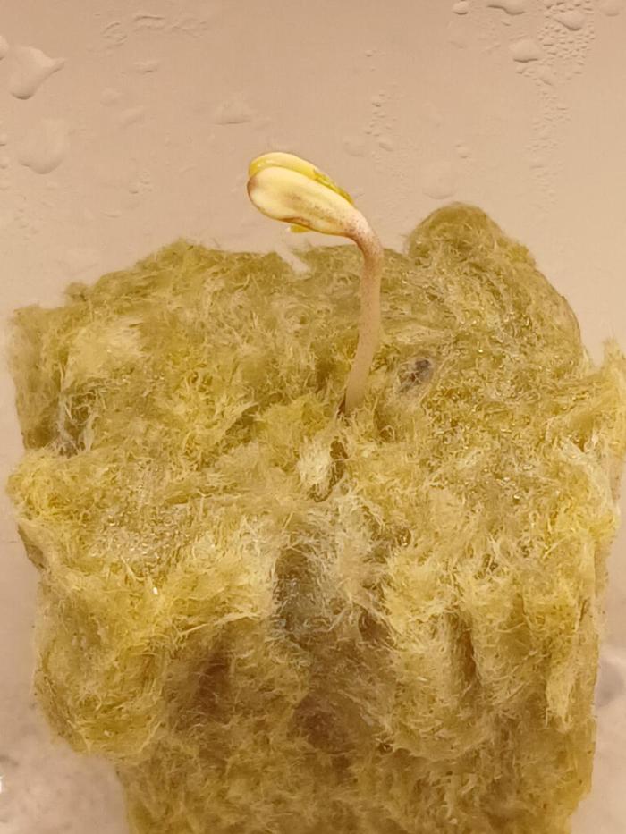 Dreams of a better life.. Week 0