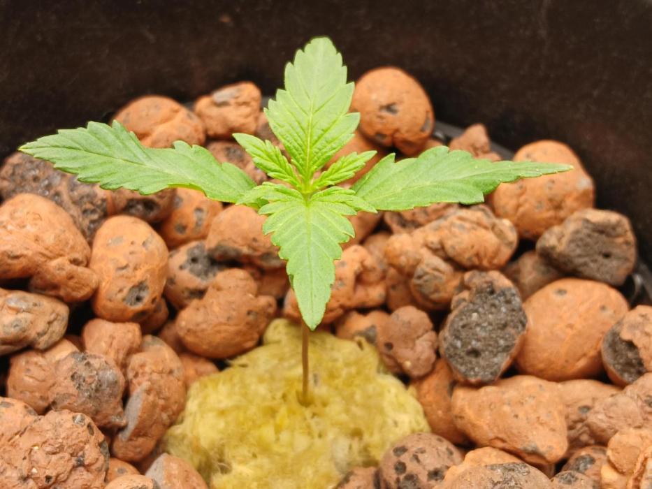 Dreams of a better life.. Week 1