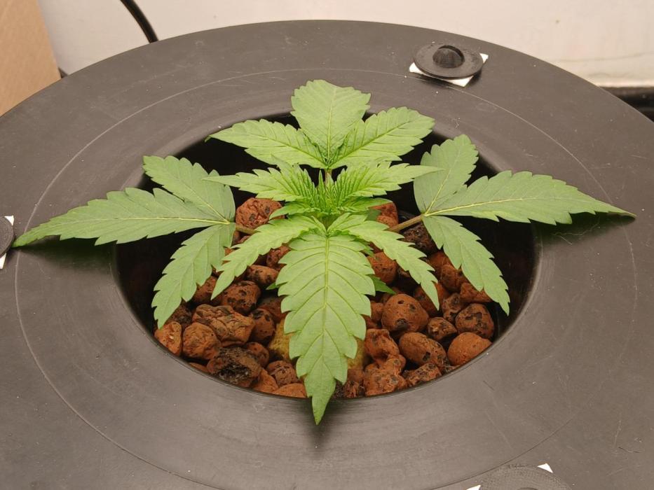 Dreams of a better life.. Week 2