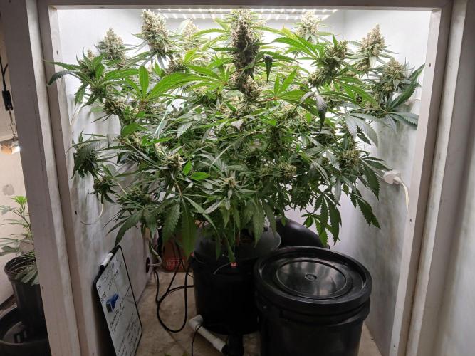 Dreams of a better life.. Week 10