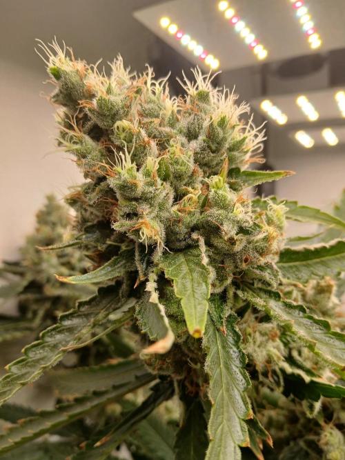 Dreams of a better life.. Week 10