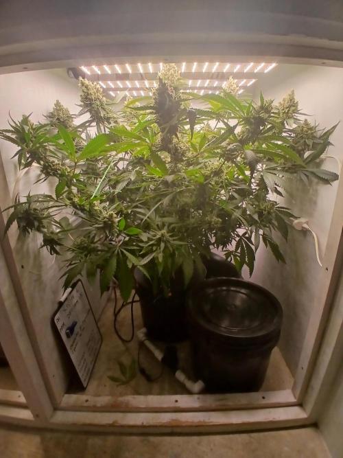 Dreams of a better life.. Week 10