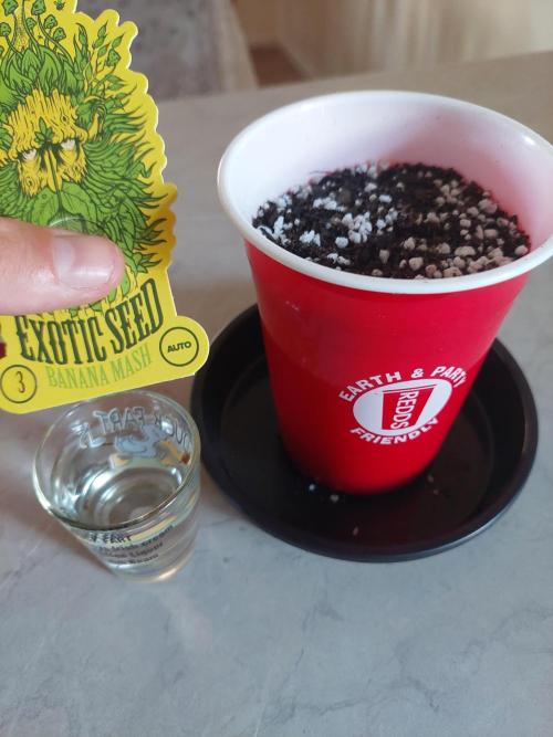 First solo cup grow π₯€ π. Week 0