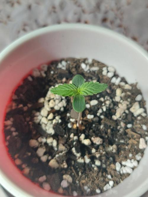 First solo cup grow π₯€ π. Week 1