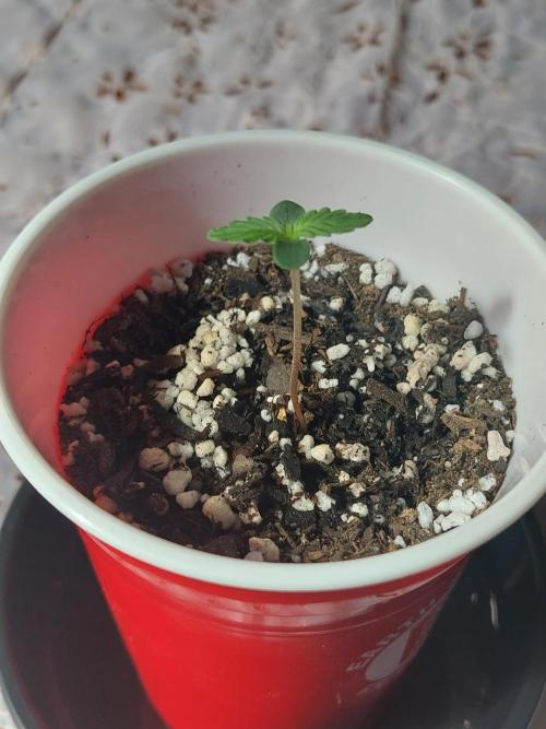First solo cup grow π₯€ π. Week 1