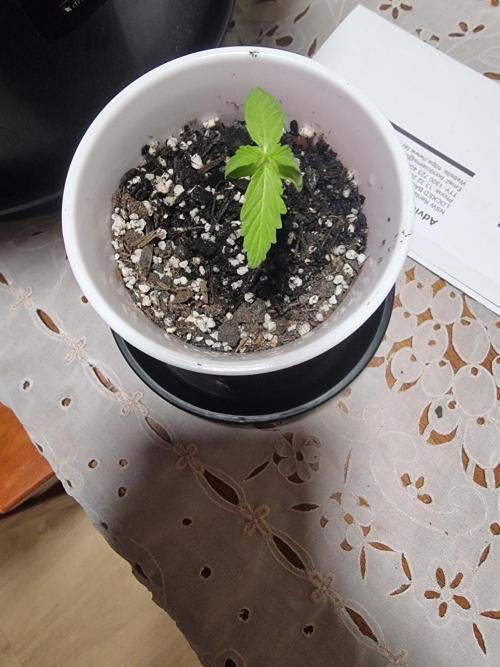 First solo cup grow π₯€ π. Week 2