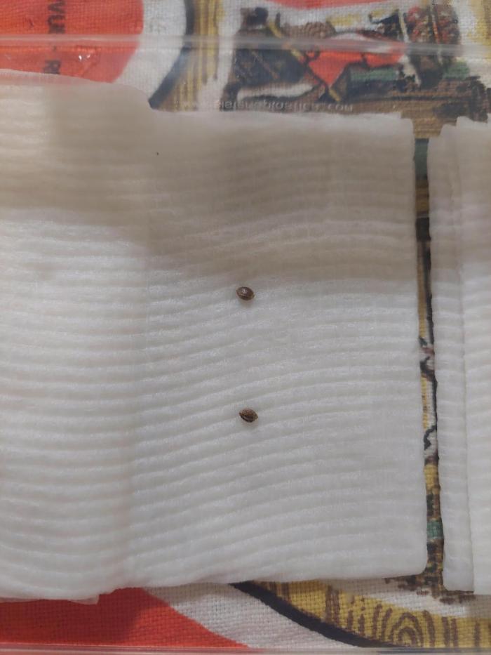 Oreoz USA. Week 0