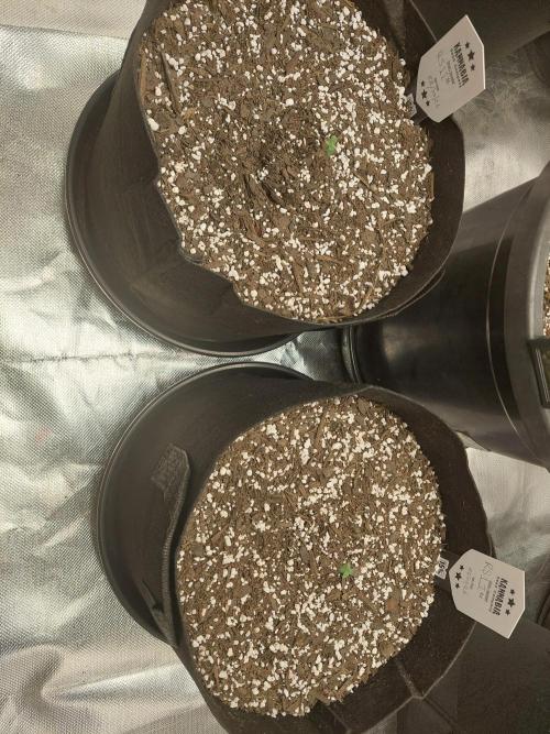 Rainbow sherbet 🌈. Week 0
