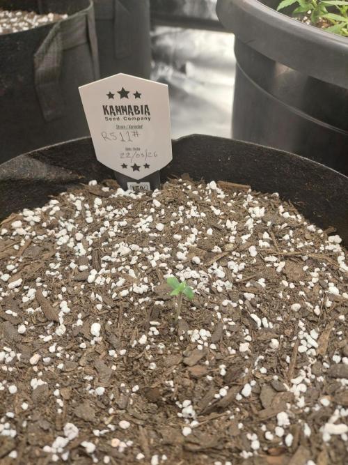 Rainbow sherbet 🌈. Week 0