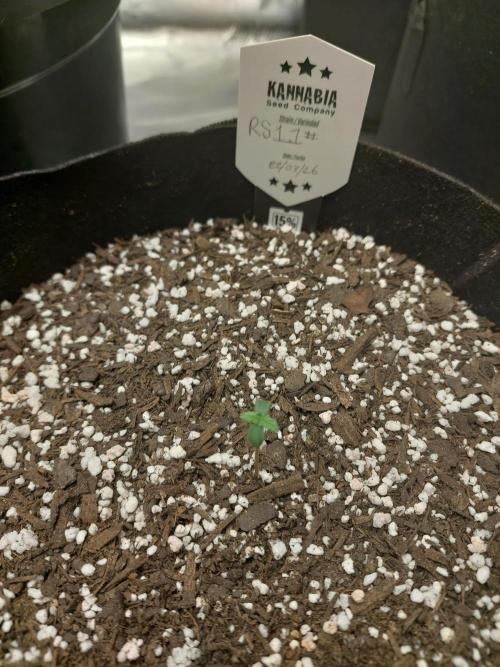 Rainbow sherbet 🌈. Week 0