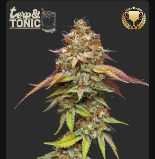 Terp and tonic. Week 0