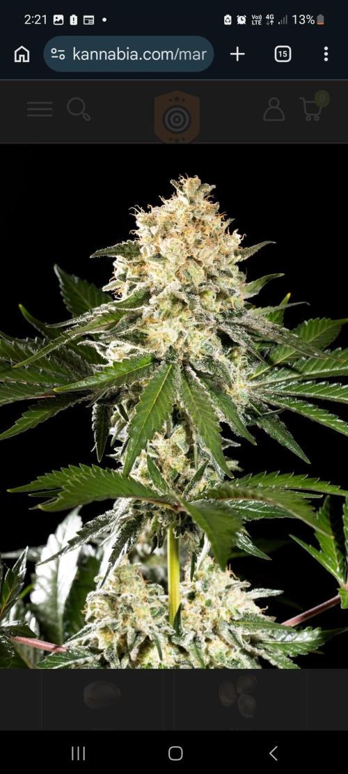 Sunset sherbet go fast. Week 0