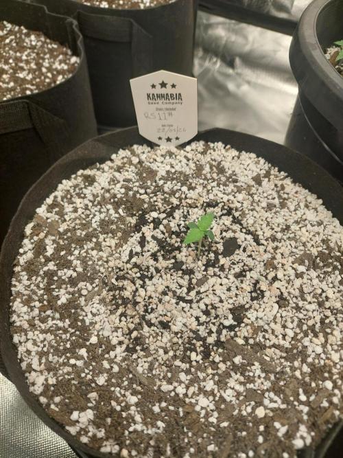 Rainbow sherbet 🌈. Week 1