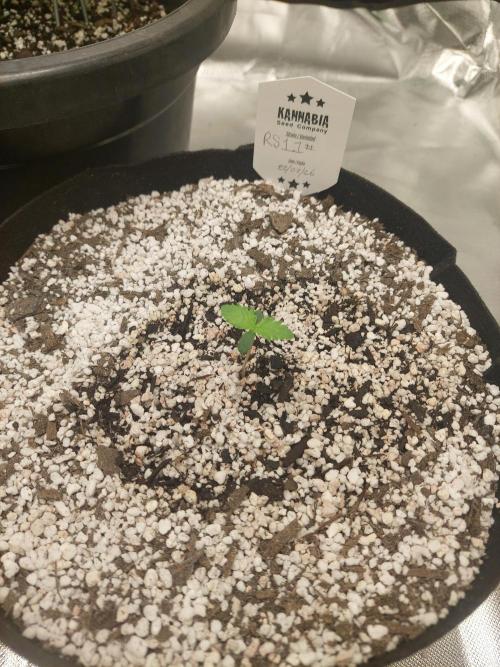 Rainbow sherbet 🌈. Week 1