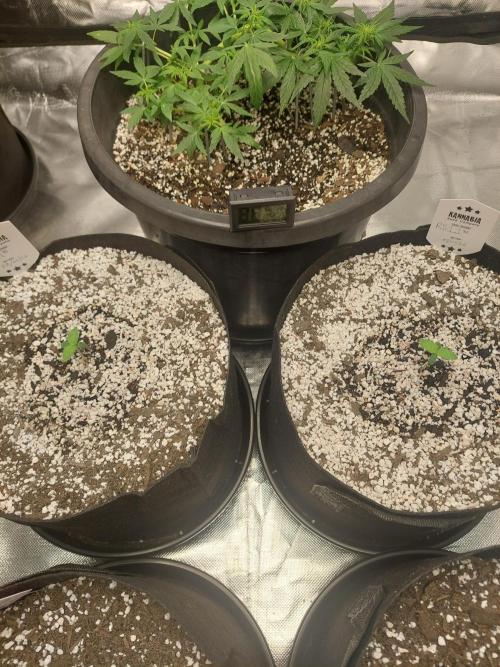Rainbow sherbet 🌈. Week 1