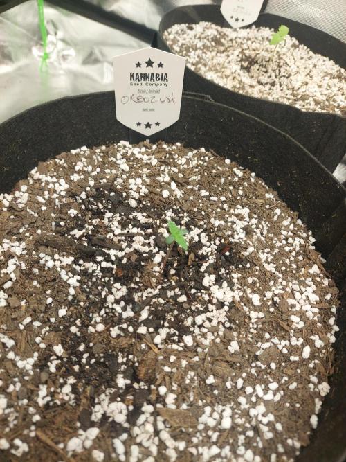 Oreoz USA. Week 1