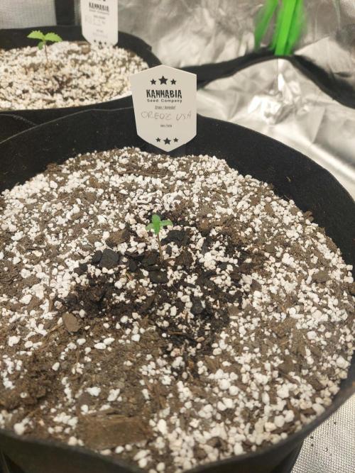 Oreoz USA. Week 1