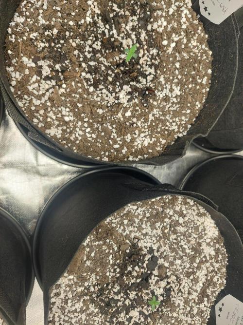 Oreoz USA. Week 1