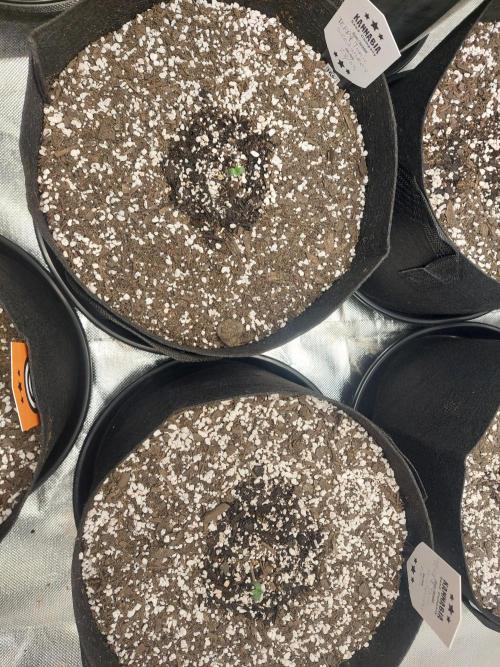 Terp and tonic. Week 0