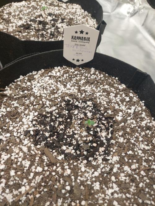 Terp and tonic. Week 0