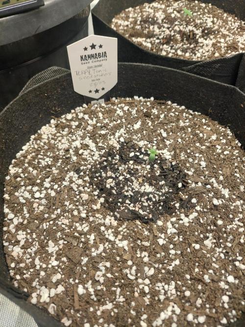 Terp and tonic. Week 0