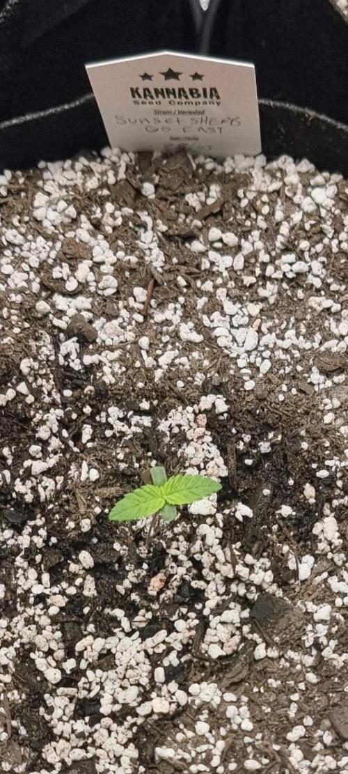 Sunset sherbet go fast. Week 2