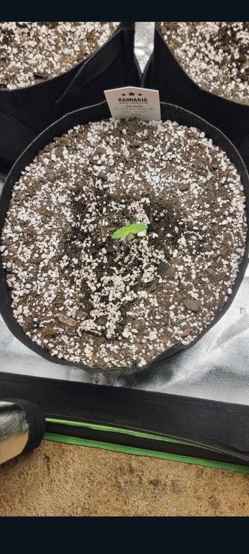 Sunset sherbet go fast. Week 2