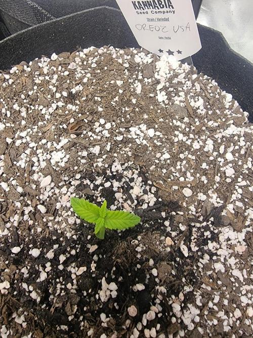 Oreoz USA. Week 2