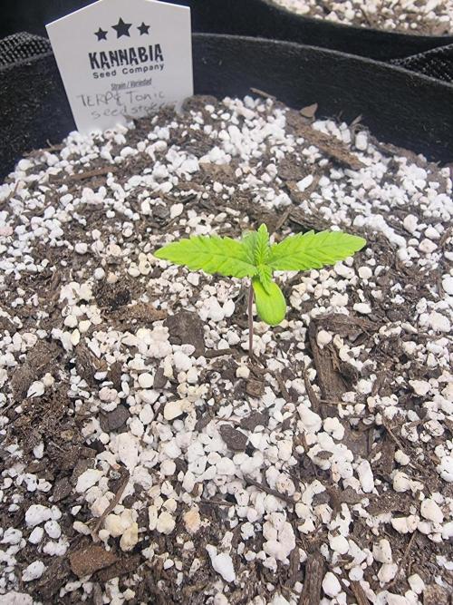 Terp and tonic. Week 1