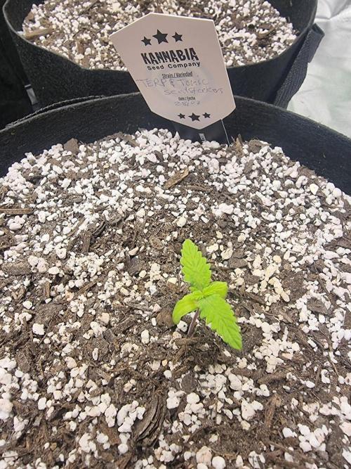 Terp and tonic. Week 1