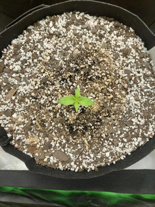 Sunset sherbet go fast. Week 3