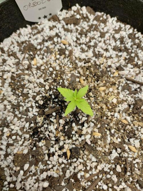 Oreoz USA. Week 3