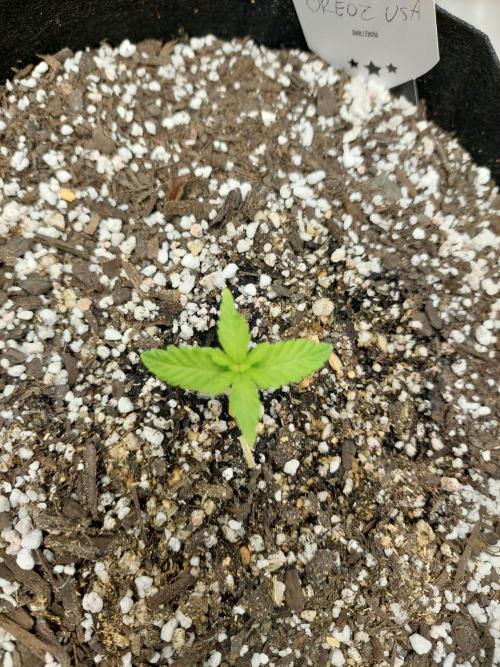 Oreoz USA. Week 3