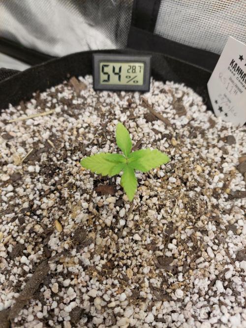 Rainbow sherbet 🌈. Week 2