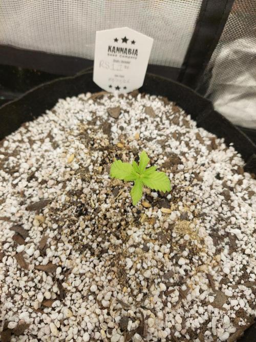 Rainbow sherbet 🌈. Week 2
